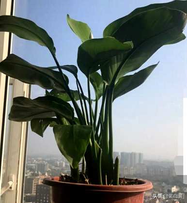 家养绿植推荐龙须树，常见的家养绿植有哪些？