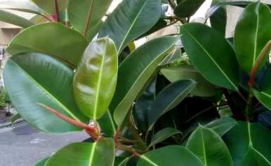 家养绿植推荐龙须树，常见的家养绿植有哪些？