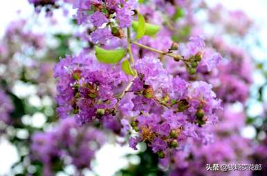 什么是紫薇的花语，紫薇的花语和功能？