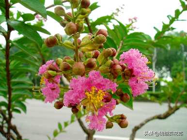 什么是紫薇的花语，紫薇的花语和功能？
