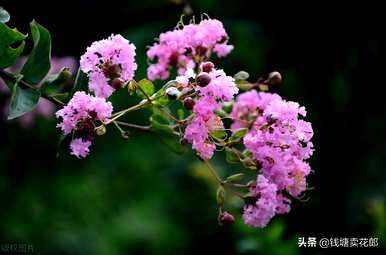 什么是紫薇的花语，紫薇的花语和功能？