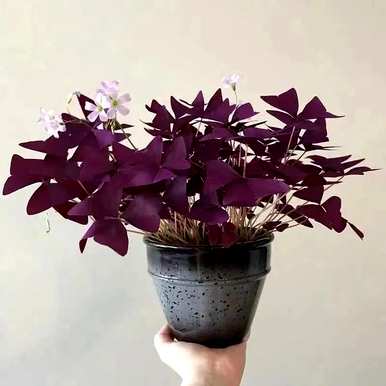 如何修剪紫叶酸浆草过冬后，如何过冬紫叶酸浆草？