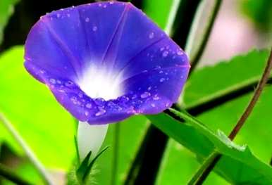 牵牛花是什么样子的