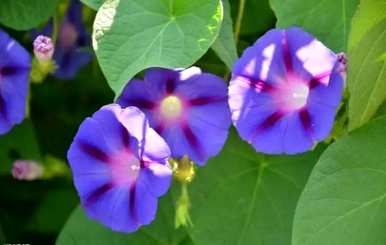牵牛花是什么样子的