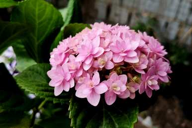 绣球花夏天怎么养，绣球花夏天怎么养？