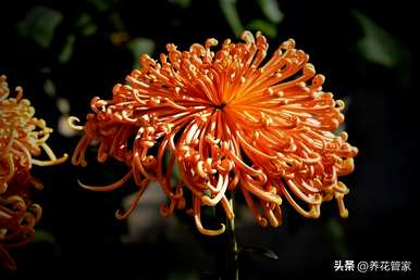 菊花有哪些品种，菊花有哪些品种有图片大全？