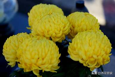 菊花有哪些品种，菊花有哪些品种有图片大全？