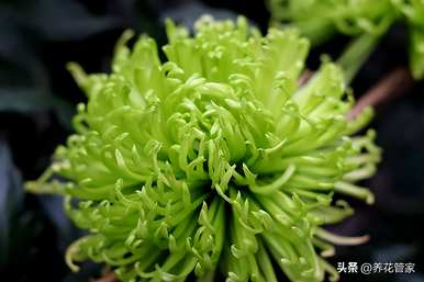 菊花有哪些品种，菊花有哪些品种有图片大全？