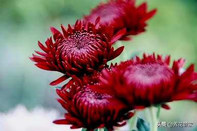 菊花有哪些品种，菊花有哪些品种有图片大全？