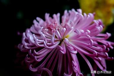 菊花有哪些品种，菊花有哪些品种有图片大全？