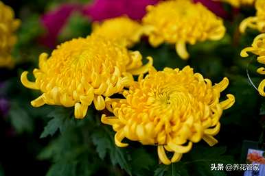 菊花有哪些品种，菊花有哪些品种有图片大全？