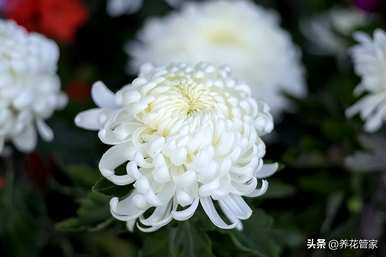 菊花有哪些品种，菊花有哪些品种有图片大全？