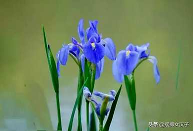 鸢尾草花语是什么，鸢尾草花语是什么？