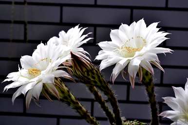 紫丽丸仙人球开花多久？