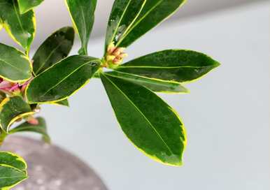 瑞香花如何配土养活？瑞香花容易养活吗？