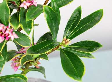 瑞香花如何配土养活？瑞香花容易养活吗？