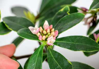 瑞香花如何配土养活？瑞香花容易养活吗？