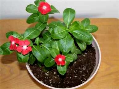 长春花播种多久才发芽？如何在花盆里播种长春花容易发芽？