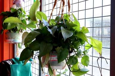 耐阴大型绿植客厅，耐阴大型绿植有哪些？