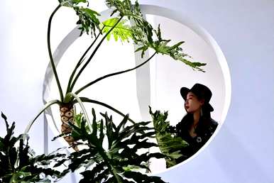 耐阴大型绿植客厅，耐阴大型绿植有哪些？