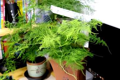 耐阴大型绿植客厅，耐阴大型绿植有哪些？