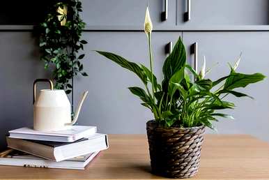 耐阴大型绿植客厅，耐阴大型绿植有哪些？