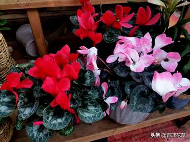 盆栽海棠花哪个品种好？海棠花有几种视频