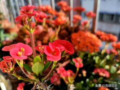 盆栽海棠花哪个品种好？海棠花有几种视频