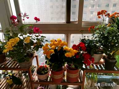 盆栽海棠花哪个品种好？海棠花有几种视频