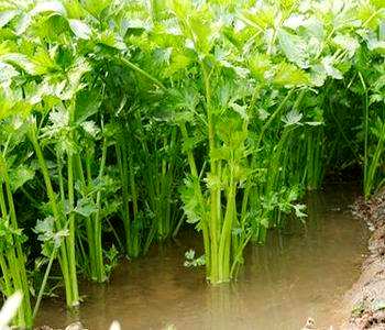广东水培蔬菜种植设备，哪些蔬菜可以水培种植