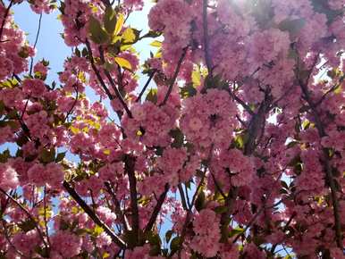 樱花种类数据齐全，樱花种类有哪些？