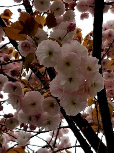 樱花种类数据齐全，樱花种类有哪些？