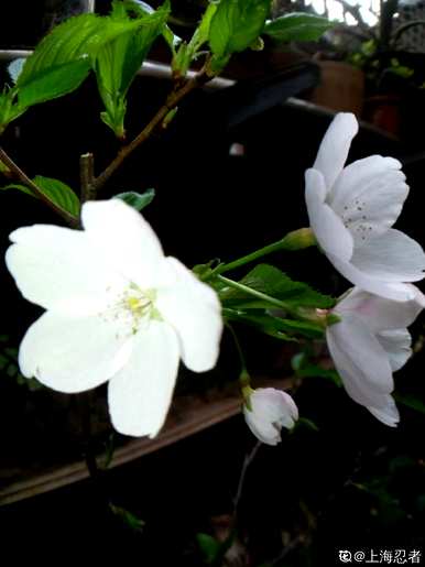 樱花种类数据齐全，樱花种类有哪些？