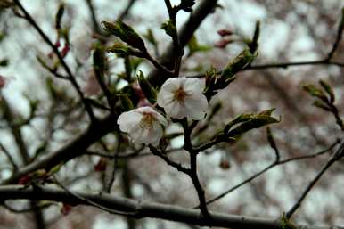 樱花种类数据齐全，樱花种类有哪些？
