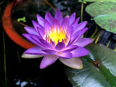 花期长的水培花有哪些，水培花期长的花品种有哪些？
