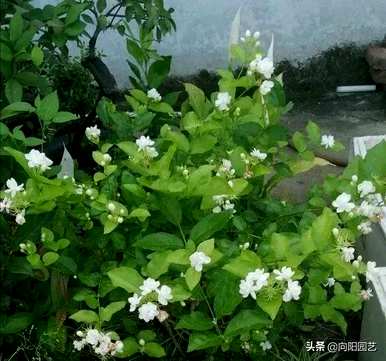 什么是好养的盆栽花，适合客厅养的盆栽花