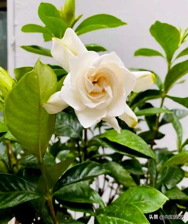 什么是好养的盆栽花，适合客厅养的盆栽花