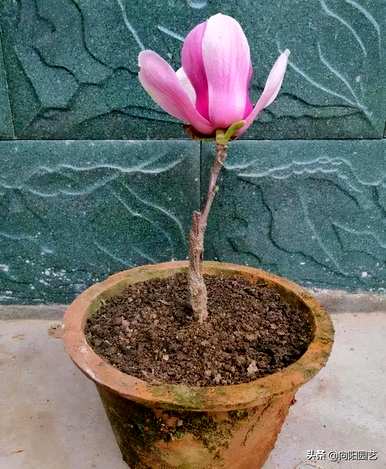 什么是好养的盆栽花，适合客厅养的盆栽花