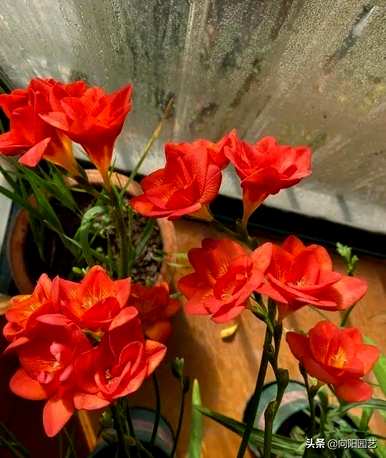 什么是好养的盆栽花，适合客厅养的盆栽花