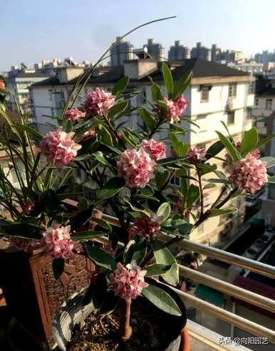 什么是好养的盆栽花，适合客厅养的盆栽花
