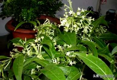 什么是好养的盆栽花，适合客厅养的盆栽花