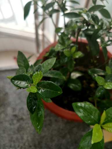 栀子叶边发黄干枯怎么办？栀子叶边发黄干枯怎么办？