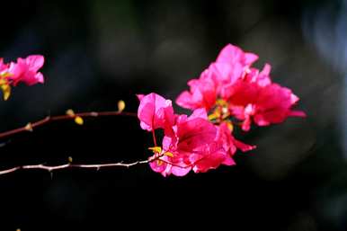 三角梅冬季施肥方法，如何种植三角梅冬季