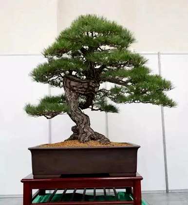 什么品种的松树盆景最好，什么品种的松树盆景