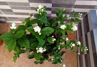 老桩茉莉花盆栽养护方法，盆栽茉莉花怎么养护？