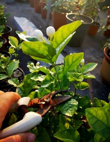 老桩茉莉花盆栽养护方法，盆栽茉莉花怎么养护？