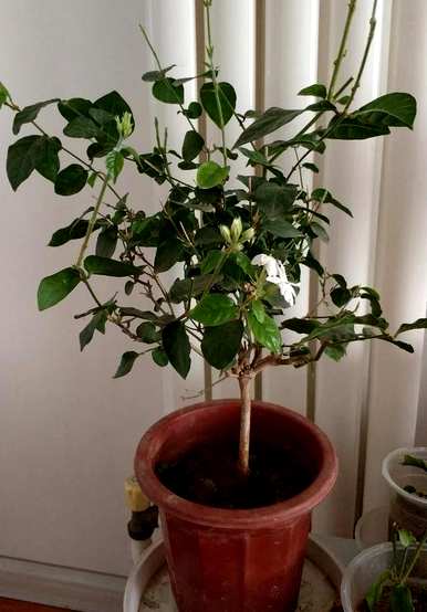 老桩茉莉花盆栽养护方法，盆栽茉莉花怎么养护？