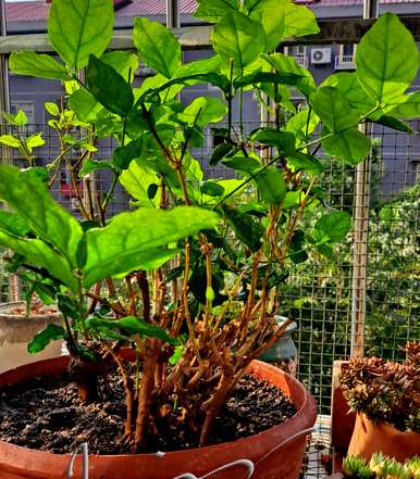 老桩茉莉花盆栽养护方法，盆栽茉莉花怎么养护？