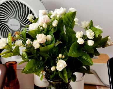 老桩茉莉花盆栽养护方法，盆栽茉莉花怎么养护？