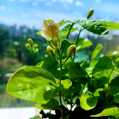 老桩茉莉花盆栽养护方法，盆栽茉莉花怎么养护？